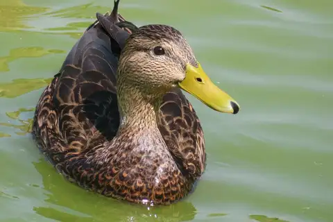 Mexican Duck
