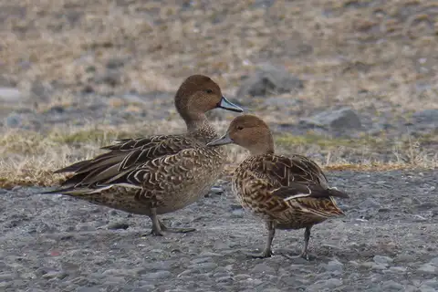 Eaton's Pintail