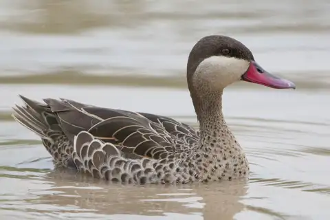 Red-billed Teal