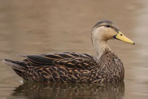 Mottled Duck