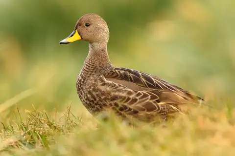 Yellow-billed Pintail
