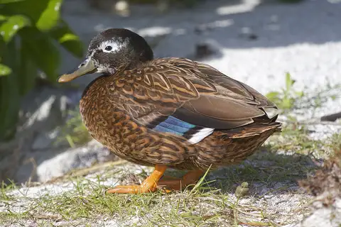 Laysan Duck