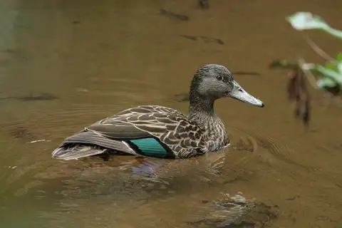 Meller's Duck