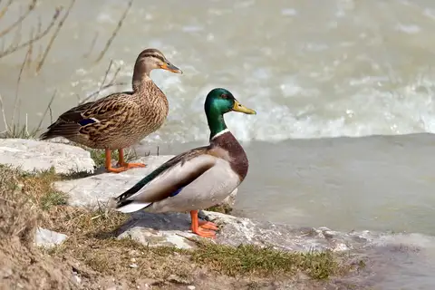 Mallard