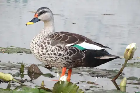 Indian Spot-billed Duck