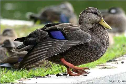American Black Duck