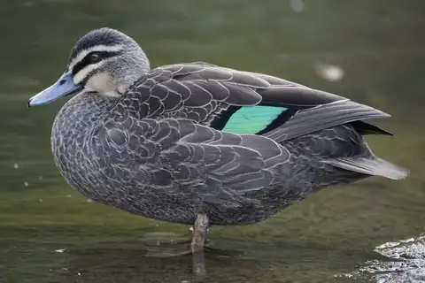 Pacific Black Duck