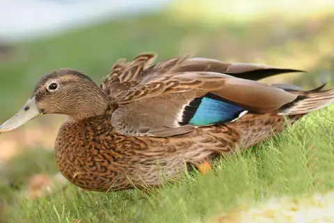 Hawaiian Duck