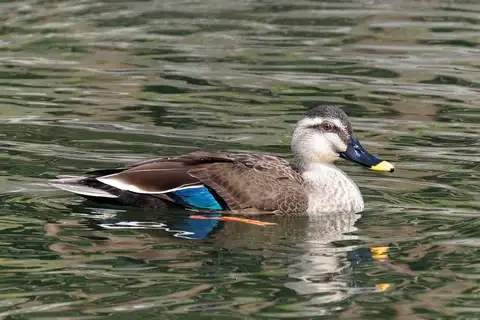 Eastern Spot-billed Duck