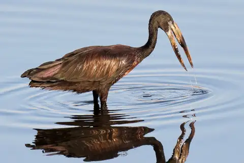 African Openbill