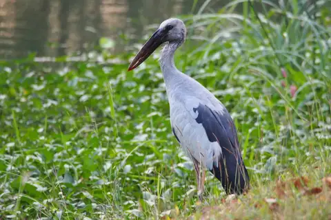 Asian Openbill