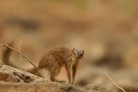 Madras Treeshrew