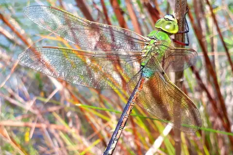 Oriental Lesser Emperor