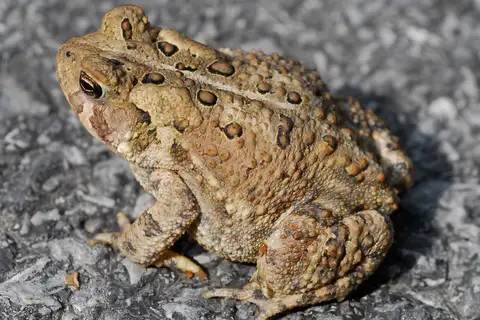 American Toad