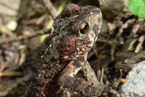 Western Toad