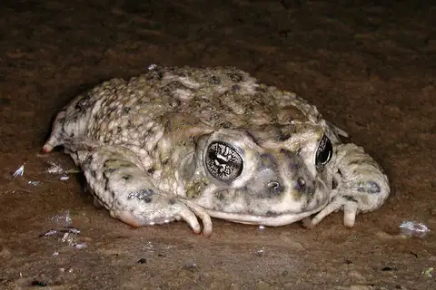 Arroyo Toad