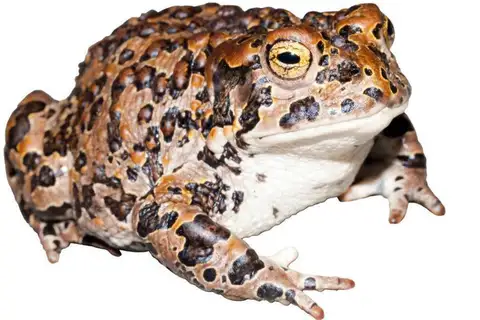 Yosemite Toad