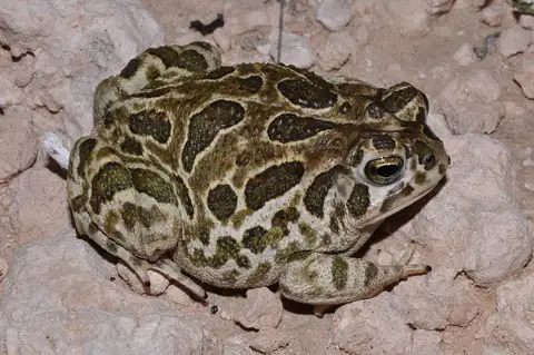 Great Plains Toad