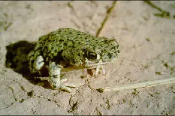 Chihuahuan Green Toad