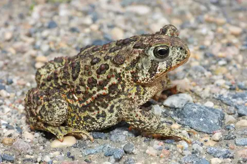 Canadian Toad