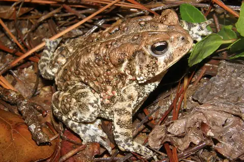 Houston Toad