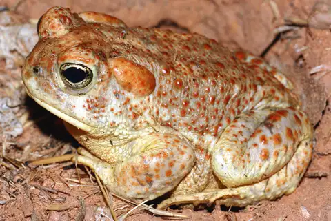 Arizona Toad