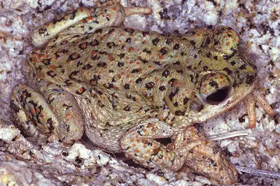 Red-spotted Toad