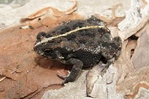 Oak Toad