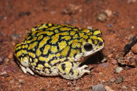 Sonoran Green Toad