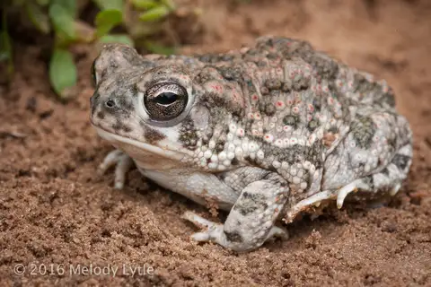 Texas Toad