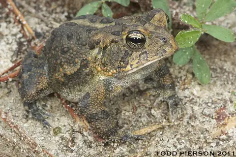 Southern Toad