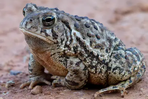 Woodhouse's Toad