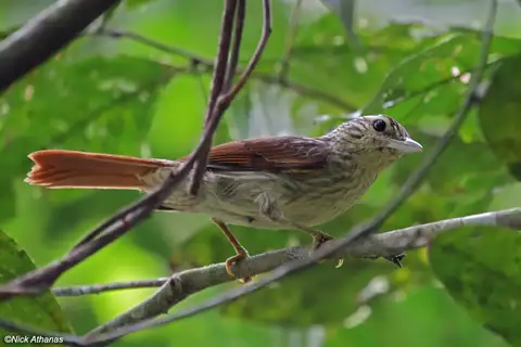 Chestnut-winged Hookbill