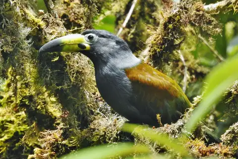Hooded Mountain Toucan