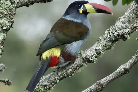 Grey-breasted Mountain Toucan