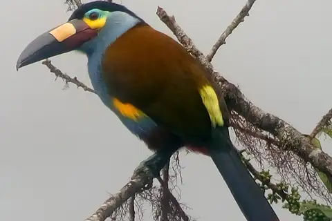 Plate-billed Mountain Toucan