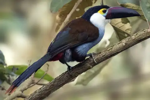 Black-billed Mountain Toucan