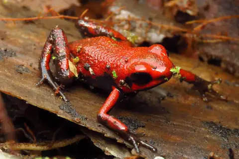 Cassidy's Poison Dart Frog