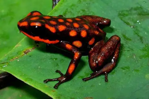Tolima Poison Frog