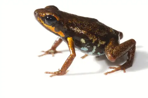 Blue-bellied Poison Frog