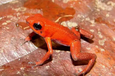 Andean Poison Frog