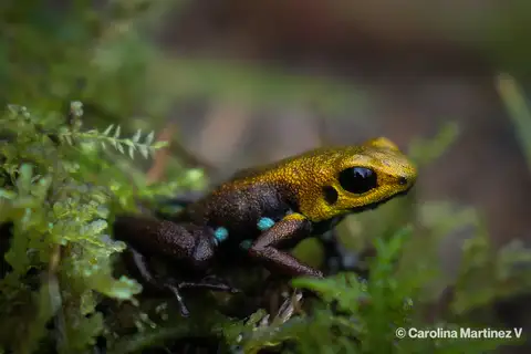 Supatá Golden Poison Frog