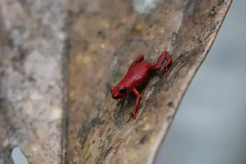 Urabá Poison Frog