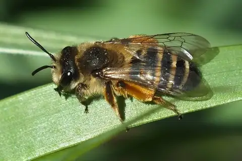 Yellow-legged Mining Bee