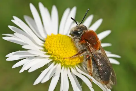 Early Mining Bee