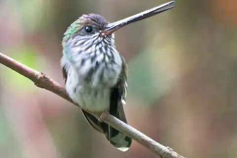 Tooth-billed Hummingbird
