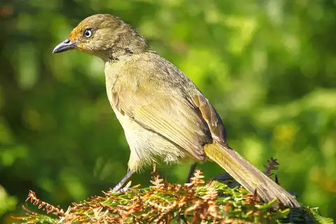 Sombre Greenbul
