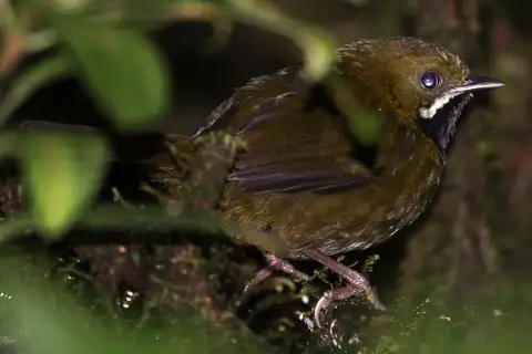 Papuan Whipbird