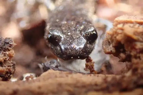 Wandering Salamander