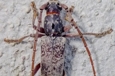 Anelaphus inermis